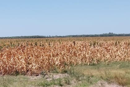 Maíz en el sur de Córdoba con sequía