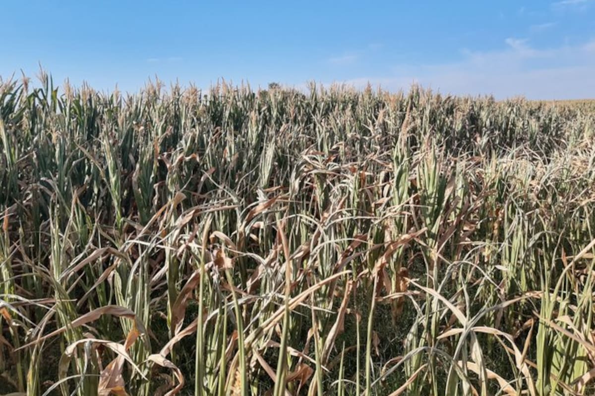 Maíz en Salto al 30/12 @Meteo_Salto