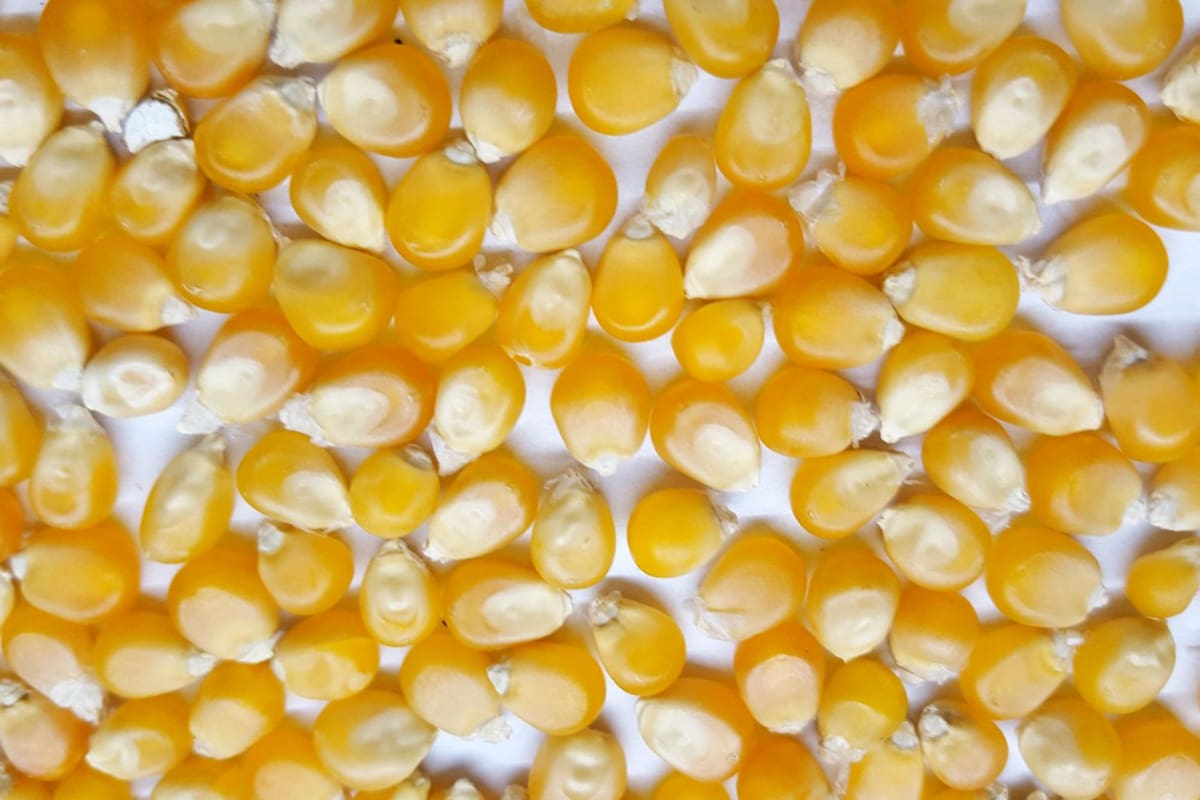 Maíz pisingallo que el productor Bernardo Zubrinic exporta a distintos mercados del mundo