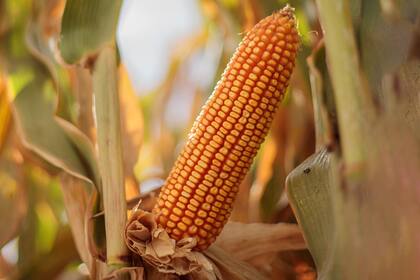 Maíz sube en Chicago gracias a firmeza mercados; soja gana por gran producción EEUU