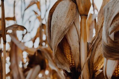Maíz tardío: en 2019/20 las siembras tardías ocuparon tres millones de hectáreas en todo el país