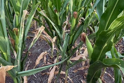 Maiz temprano con signos de estrés hídrico