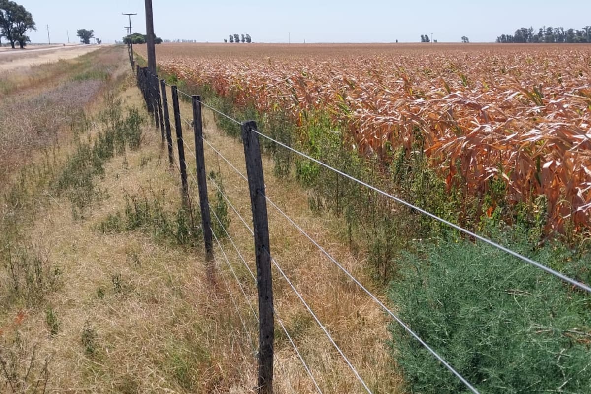 Maíz temprano en la localidad cordobesa de La Carlota de un metro de altura que el productor Néstor Roulet asegura que esta "totalmente seco"