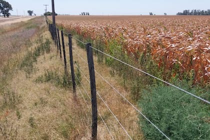 Maíz temprano en la localidad cordobesa de La Carlota de un metro de altura que el productor Néstor Roulet asegura que esta "totalmente seco"
