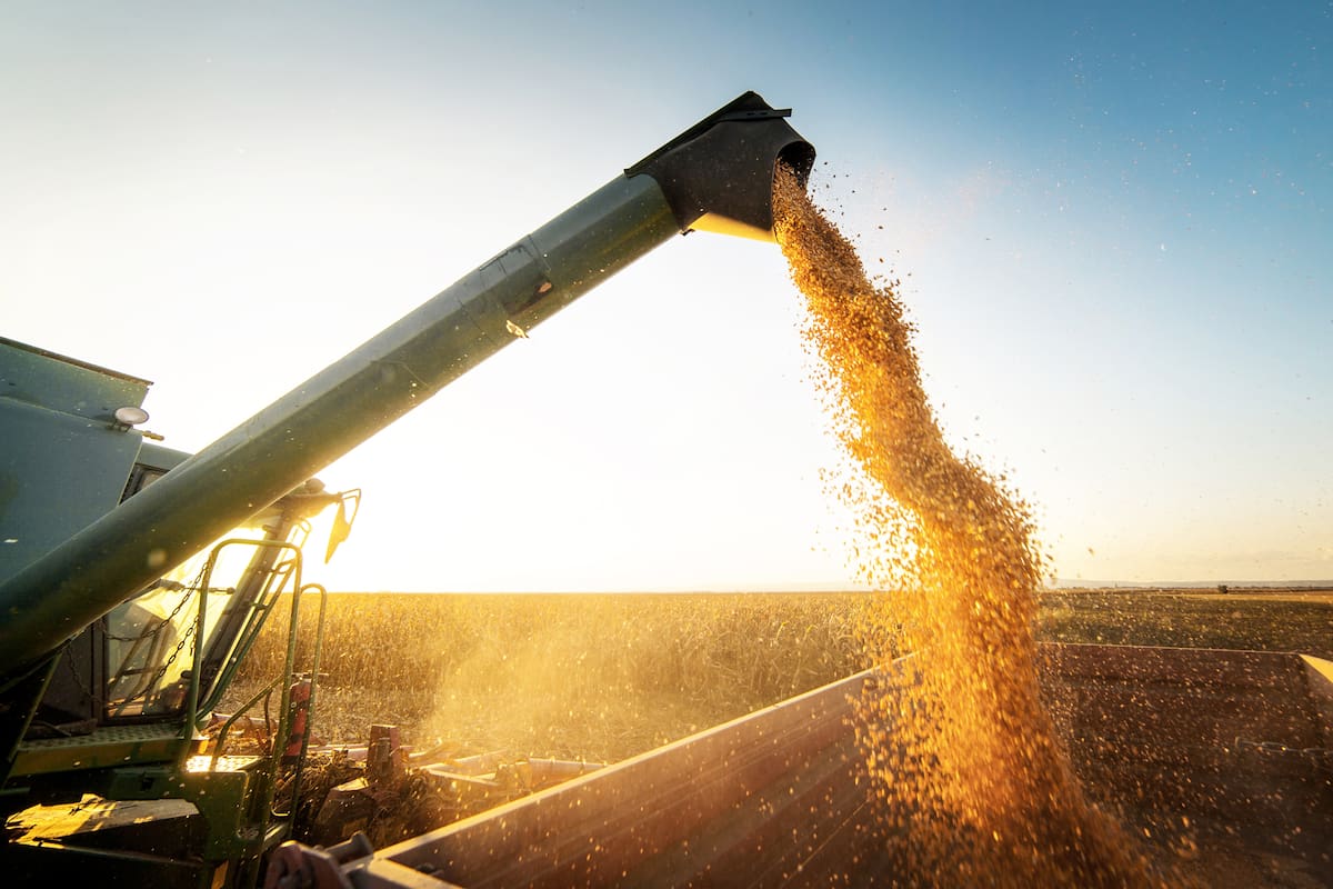 MAIZ
Verter el grano de maIz en el remolque del tractor despuEs de la cosechaPouring corn grain into tractor trailer after harvest