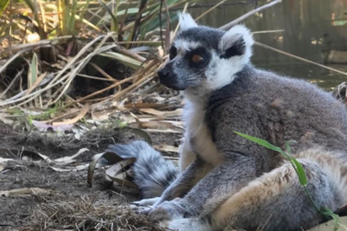 Maki, un lémur de edad avanzada, fue robado del zoológico local. Dos días después de la desaparición, un pequeño de cinco años lo vio en el estacionamiento de su escuela. Las autoridades avisaron a la policía y el lémur pudo regresar a su hogar