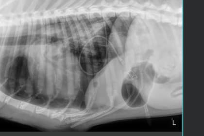Mako, el perro atacado por el caimán, sobrevivió, pero deberá someterse a una recuperación completa
