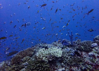 Maldivas es un destino vacacional de lujo y uno de los mejores lugares para bucear en el Océano Índico