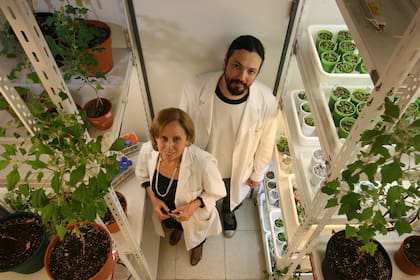 Maldonado y Burrieza, rodeados de quinoa en el laboratorio de la UBA
