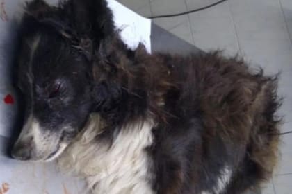 Malevo se encuentra internado en grave estado en una veterinaria platense
