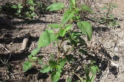 Malezas