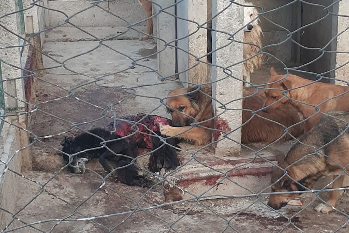 Maltrato animal en una perrera municipal de Benito Juárez