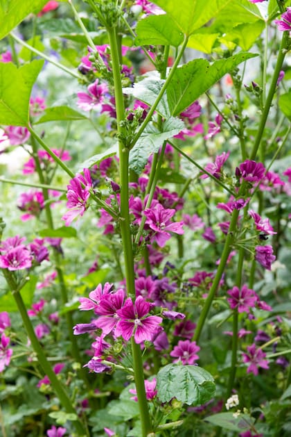 Malva sylvestris, un toque de color para los ramos de flores