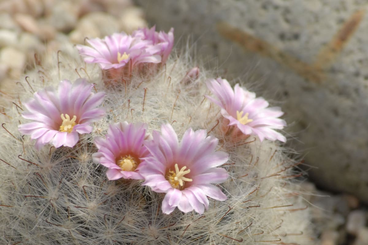 Mammillaria bocasana