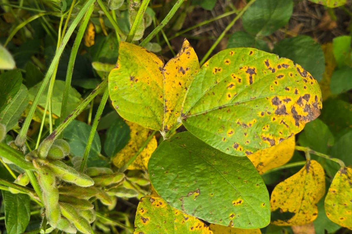 Mancha Marrón es causada por el hongo Septoria glycines,