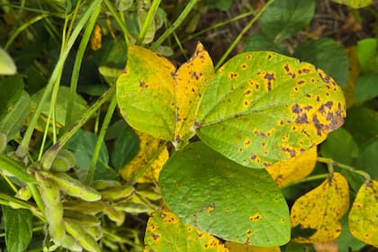 Mancha Marrón es causada por el hongo Septoria glycines,