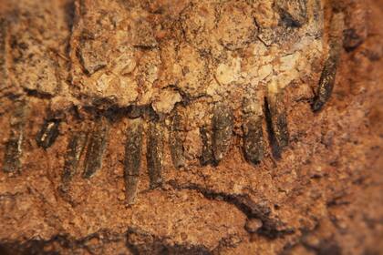 Mandíbula con dientes del Bajadasaurus