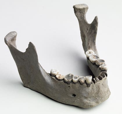 Mandíbula del hombre de Vittrup