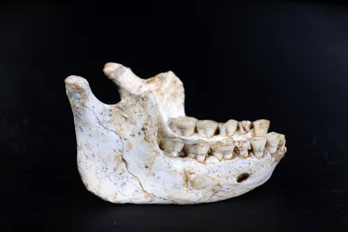 Mandíbula ThI-GH-10717 de 773 000 años de antigüedad procedente de la cantera Thomas, en Marruecos