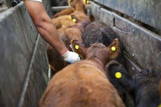 Una entidad del agro hizo una fuerte advertencia sobre el plan contra la aftosa