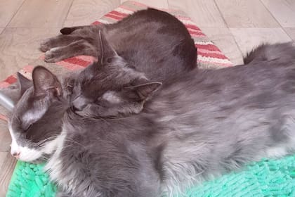 Mango y Sandía, los dos gatitos adoptados de Raluca en Buenos Aires.