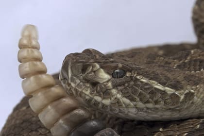 Mantener el césped corto y las áreas despejadas reduce el atractivo del lugar para las serpientes, según expertos de la Universidad de Florida.
