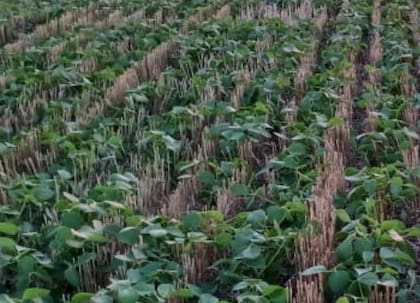 Mantener el suelo cubierto con cultivos es “estratégico” para mejorar la capacidad de captación y cosecha de agua, en especial, en aquellas regiones con pendiente. Además, permite disminuir los efectos del tránsito frecuente en los sistemas de directa