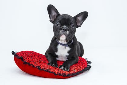 Mantener la cucha sucia genera riesgo de enfermedad, tanto para los perros como para las personas