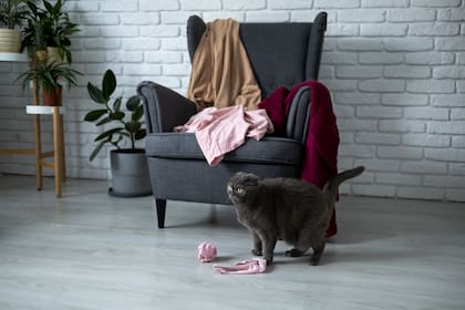 Mantener la ropa y los muebles libres de pelos de gato suele ser todo un desafío (imagen ilustrativa)