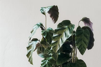 Mantener las plantas saludables no es tarea sencilla, pero hay señales para identificar lo que les pasa