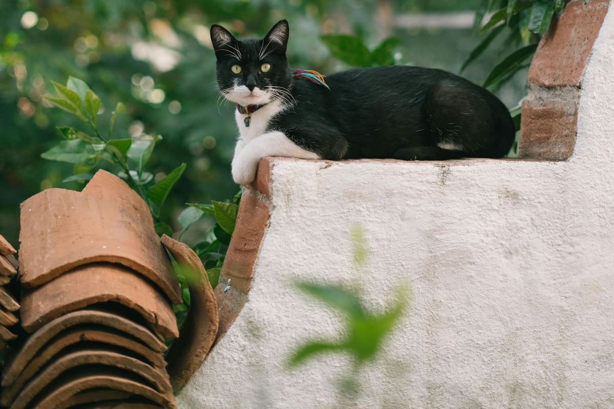 Mantener un nivel adecuado de arena asegura que el gato pueda enterrar sus necesidades
