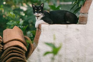 Mantener un nivel adecuado de arena asegura que el gato pueda enterrar sus necesidades
