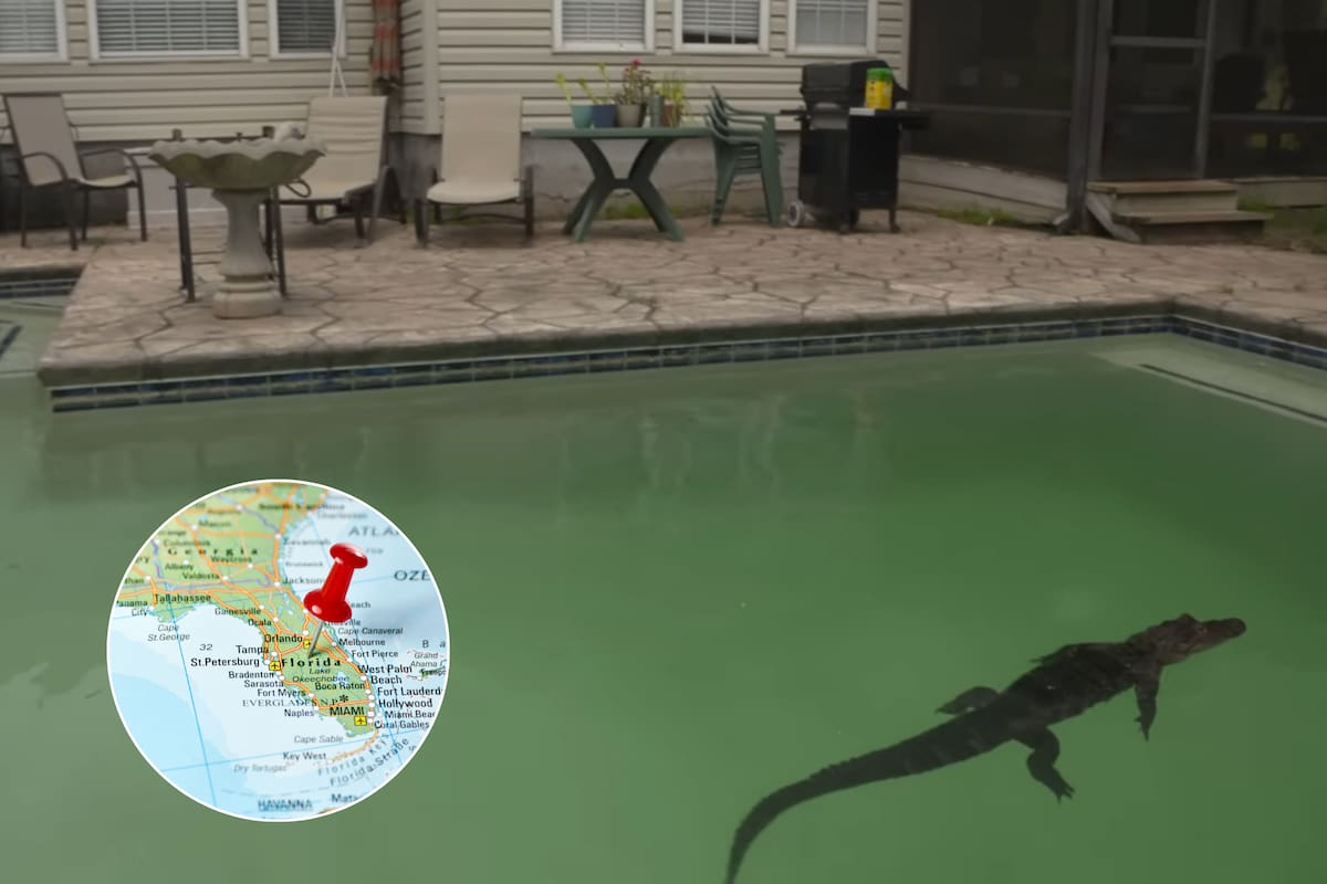 Mantenerse a varios metros de un caimán puede prevenir encuentros peligrosos, según la FWC.