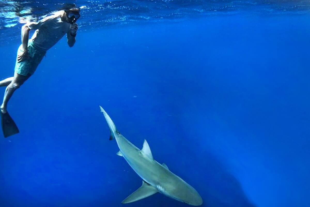 Manu Ginóbili se animó a nadar con tiburones en las Islas Galápagos