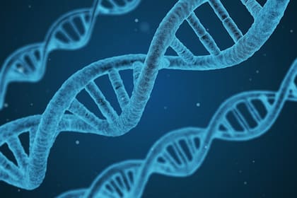 MAO-A, o monoamino oxidasa A para ser precisos, es un gen que descompone la serotonina, una sustancia química en nuestro cerebro que necesitamos para sentirnos bien