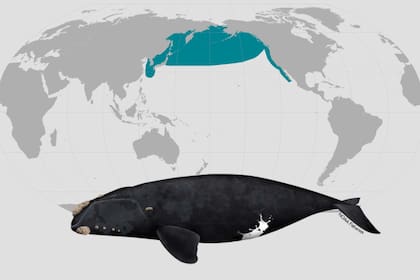 Mapa de la ubicación aproximada de la especie también conocida como "Eubalaena japonica