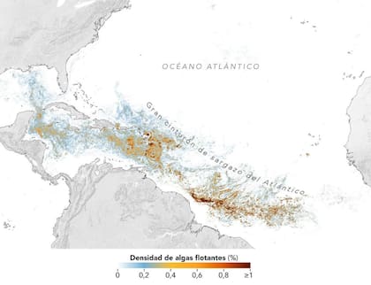 Mapa del cinturón del sargazo, estructurado en base a las imágenes satelitales que recolectó la NASA