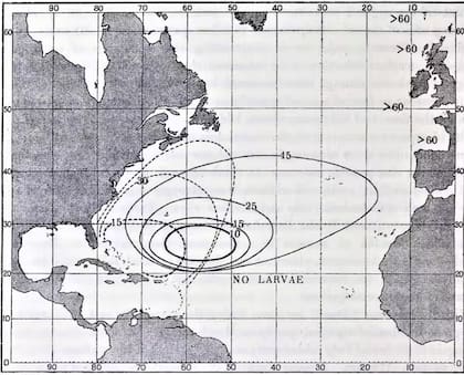 Mapa publicado por Schimdt en 1923 mostrando lás áreas de reproducción. de la anguila europea (hacia el este) y americana (hacia el oeste). Author provided
