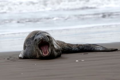 Mar del Plata: apareció en la costa un extraño ejemplar de una foca "come pingüinos"