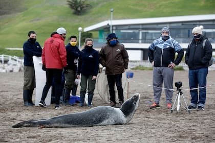 Personal del Aquarium y de la municipalidad de General Pueyrredón vigilaron al animal para descanse en la costa