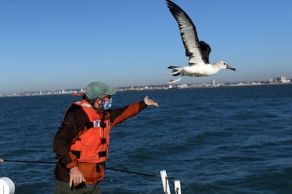 En Mar del Plata rehabilitaron y liberaron a un albatros de pico fino que había aparecido en muy mal estado en Necochea