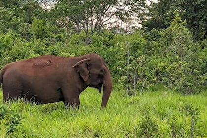 Una elefanta de toneladas mató a un trabajador del Parque de la Naturaleza de Cabárceno.