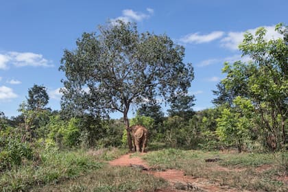 La elefanta Mara en el santuario del Mato Grosso, que creó el norteamericano Scott Blais