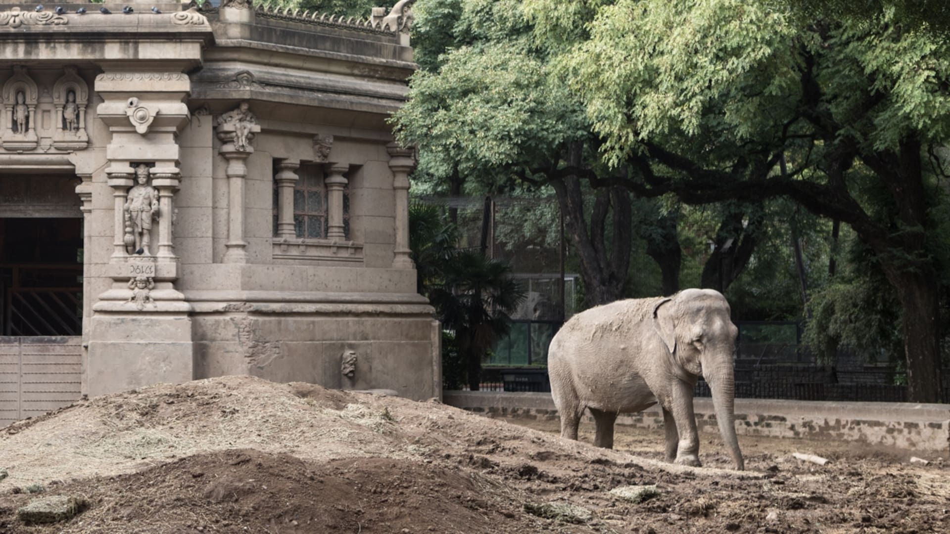 La elefanta Mara en el Ecoparque de la ciudad de Buenos Aires.