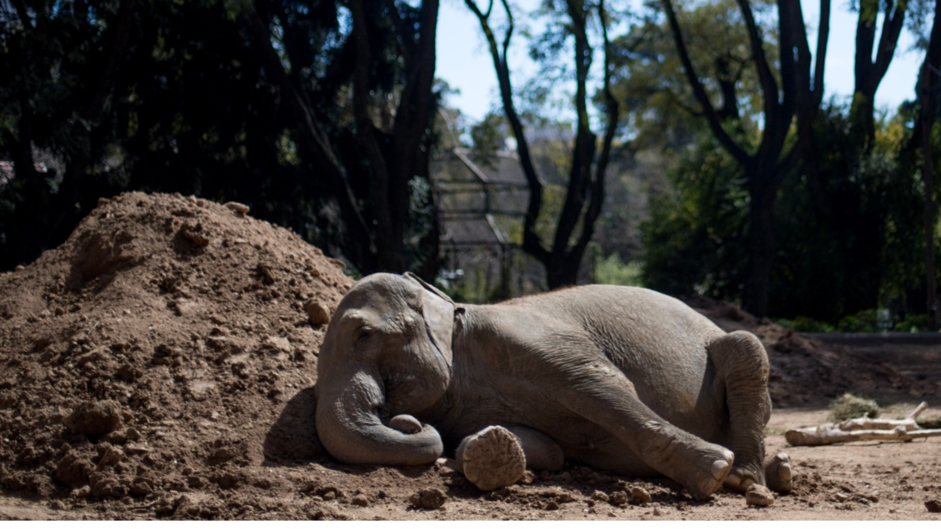 Mara, la elefanta del Ecoparque que el sábado viajará a Brasil
