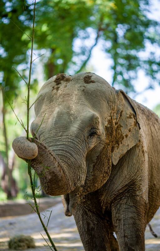 Mara, la elefanta del Ecoparque que el sábado viajará a Brasil