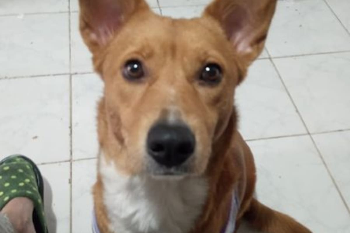 Mara la perra que fue abusada por su dueño, un joven de 22 años que se filmó mientras cometía el acto, y a la que ahora le buscan un hogar.