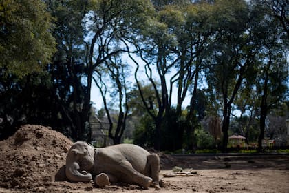 Mara, una de las elefantas del Ecoparque porteño, será trasladada a Brasil