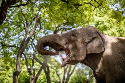 Mara y las tipas del ex Zoológico porteño.