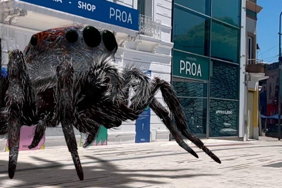 Maratus speciosus, de la serie Webs of Life, en la vereda de Fundación Proa